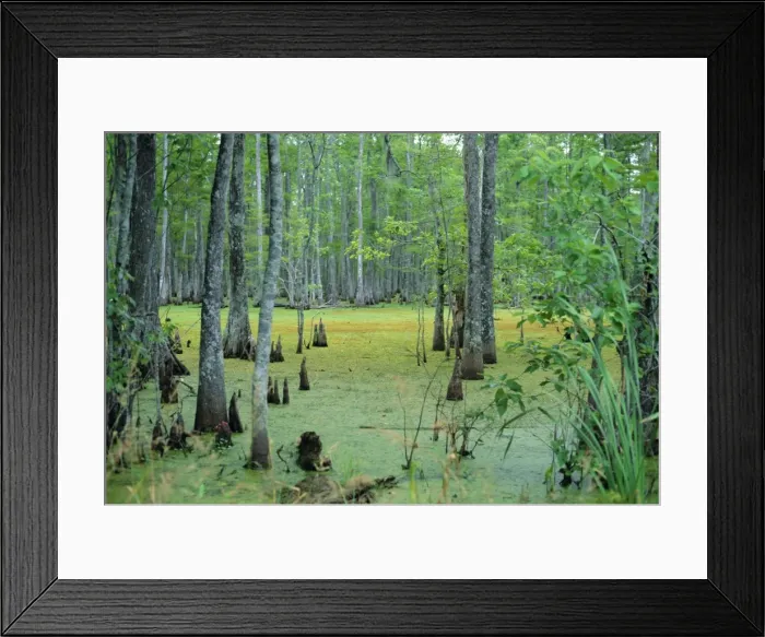 Framed Print : Atchafalaya Swamp near Gibson in the heart of Cajun Country Framed Print : Atchafalaya Swamp near Gibson in the heart of Cajun Country
