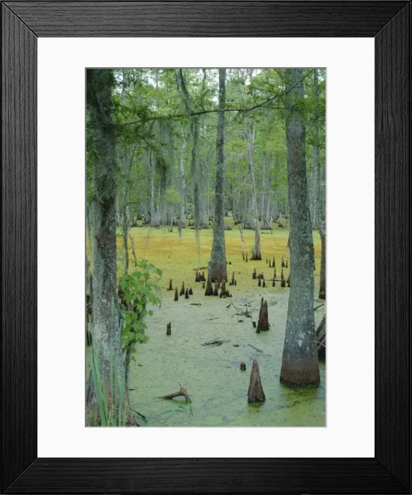 Framed Print : Cajun country Framed Print : Cajun country