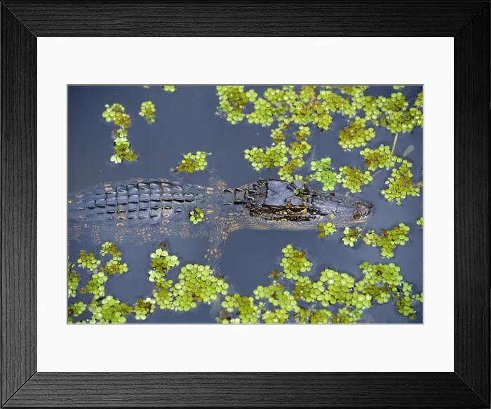 Framed Print : Juvenile alligator in swampland Framed Print : Juvenile alligator in swampland