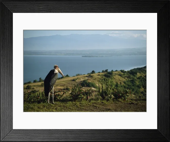 Framed Print : Maribou stork on Lake Edward Framed Print : Maribou stork on Lake Edward