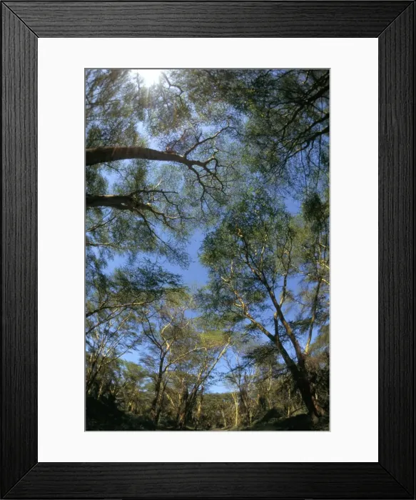 Framed Print : Tree tops where mountain gorillas live Framed Print : Tree tops where mountain gorillas live