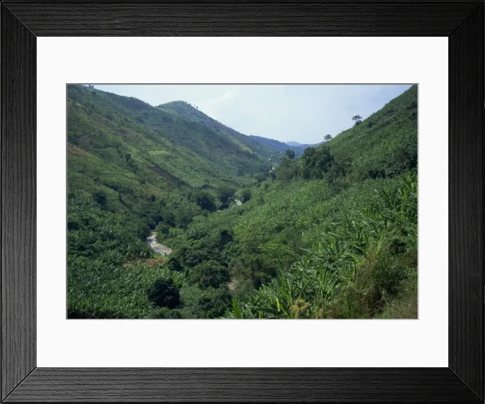 Framed Print : Banana crop in typical lush vegetation Framed Print : Banana crop in typical lush vegetation