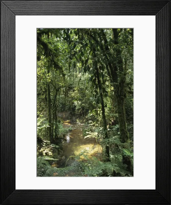 Framed Print : Dense rainforest with ferns and mosses beside a stream Framed Print : Dense rainforest with ferns and mosses beside a stream