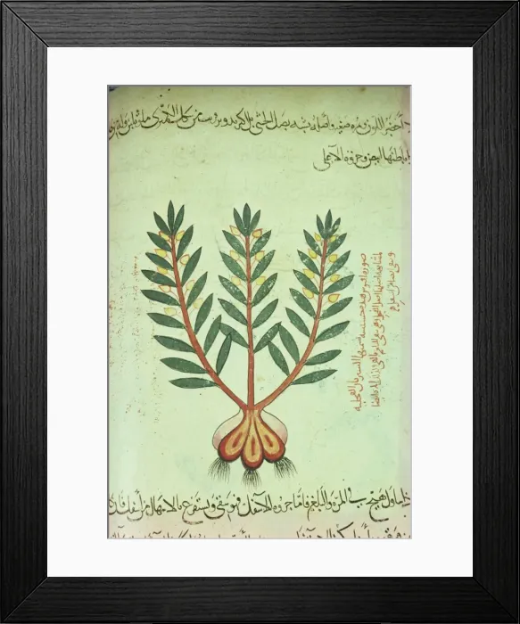 Framed Print : Illustrated manuscript showing plant Framed Print : Illustrated manuscript showing plant