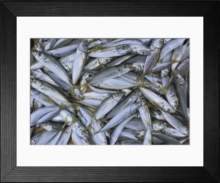 Framed Print : Fish in fish market Framed Print : Fish in fish market