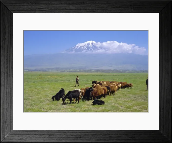 Framed Print : Herd of goats and goatherder in the plains beneath Mount Ararat Framed Print : Herd of goats and goatherder in the plains beneath Mount Ararat
