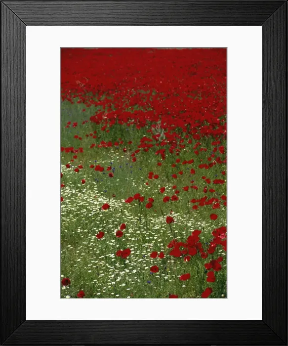 Framed Print : Wild poppies Framed Print : Wild poppies