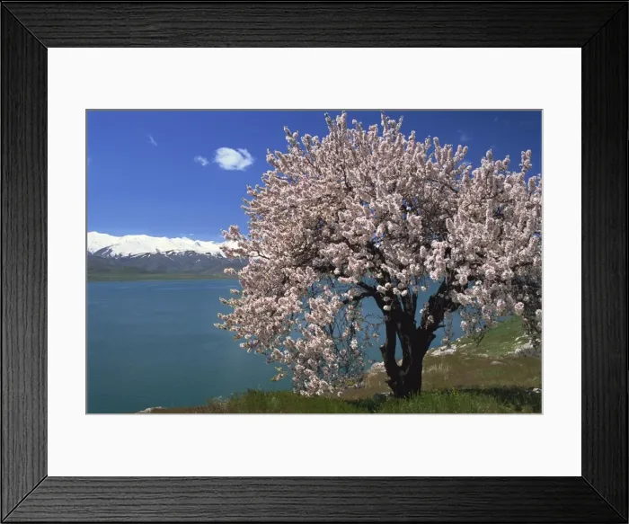 Framed Print : Tree in blossom Framed Print : Tree in blossom