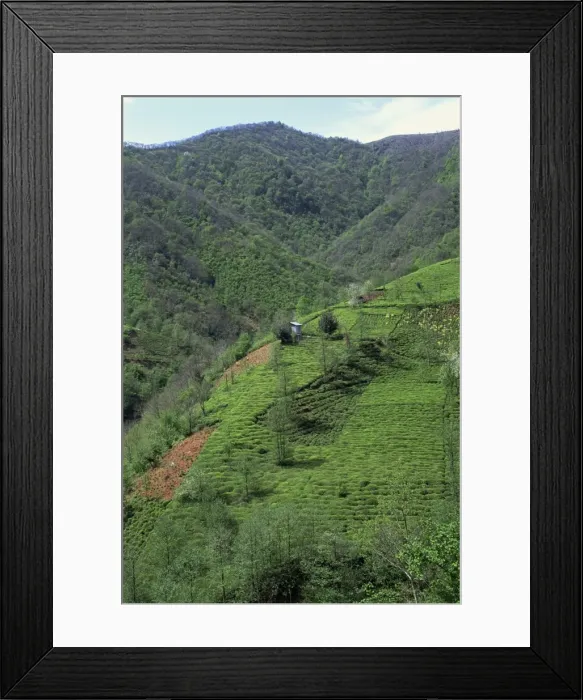 Framed Print : Tea plantation in the hills near Trabzon in Anatolia Framed Print : Tea plantation in the hills near Trabzon in Anatolia