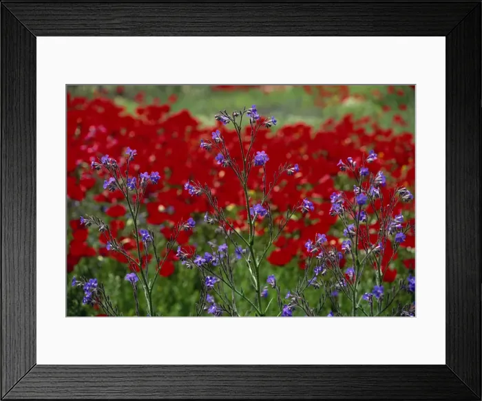 Framed Print : Wild flowers and poppies Framed Print : Wild flowers and poppies