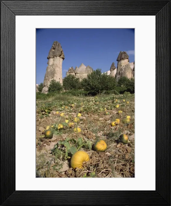 Framed Print : Pumpkins and melons in Pashas vineyard Framed Print : Pumpkins and melons in Pashas vineyard