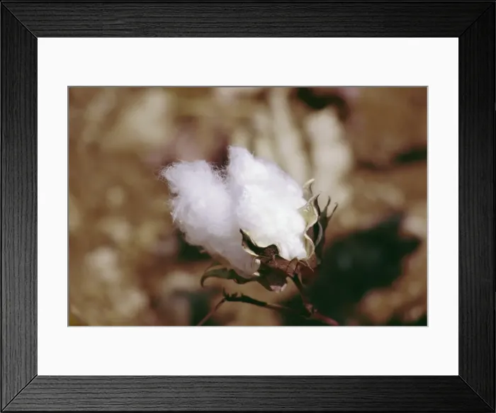Framed Print : Close-up of a cotton bud
