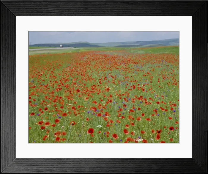 Framed Print : Spring flowers in May Framed Print : Spring flowers in May