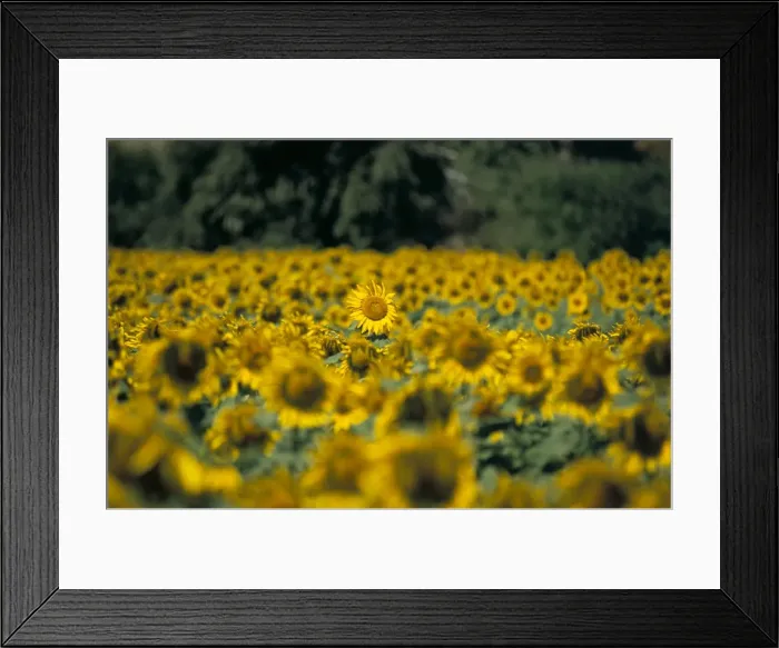 Framed Print : Field of sunflowers near Priene Framed Print : Field of sunflowers near Priene