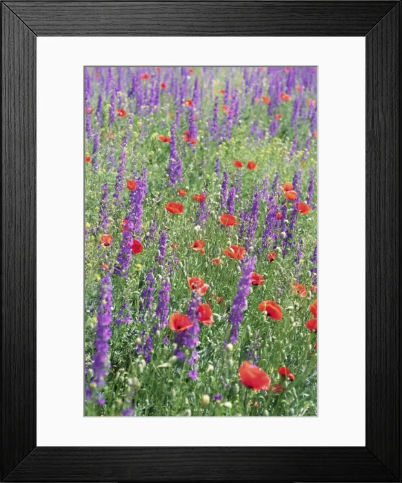 Framed Print : Wild flowers near Goreme Framed Print : Wild flowers near Goreme