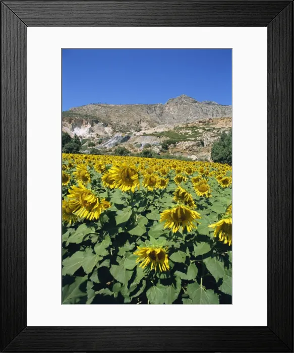Framed Print : Landscape near Priene Framed Print : Landscape near Priene