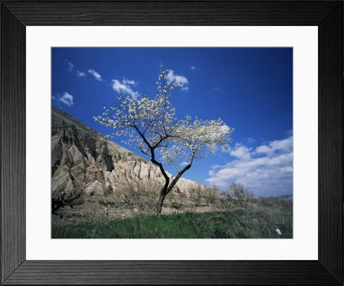 Framed Print : Almond tree in bloom Framed Print : Almond tree in bloom