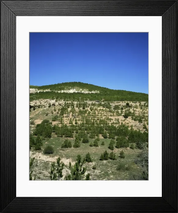 Framed Print : Young pine trees near Konya Framed Print : Young pine trees near Konya