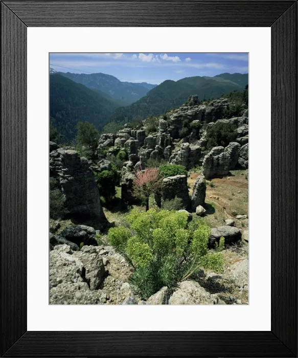 Framed Print : Flowering plants and rock formations Framed Print : Flowering plants and rock formations