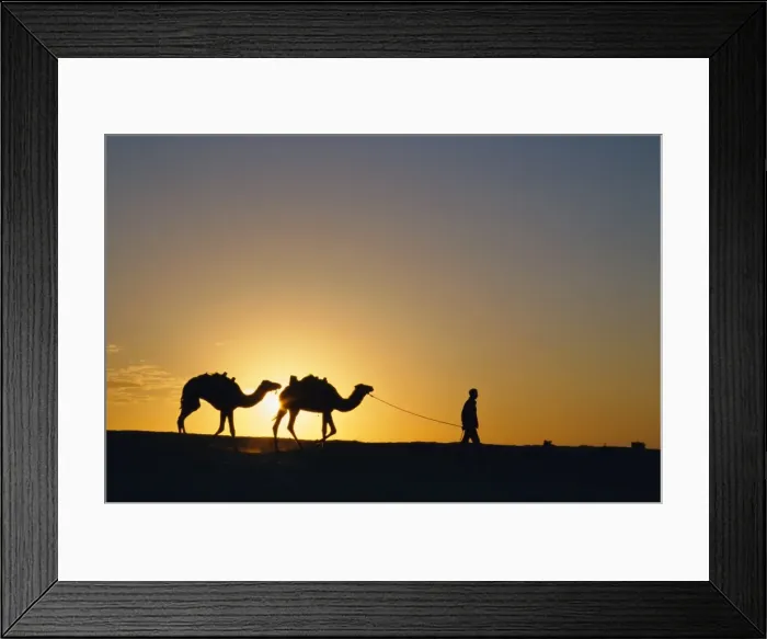 Framed Print : Camels and guide Framed Print : Camels and guide