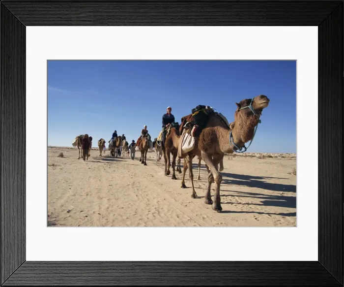 Framed Print : Tourists on camel trek Framed Print : Tourists on camel trek