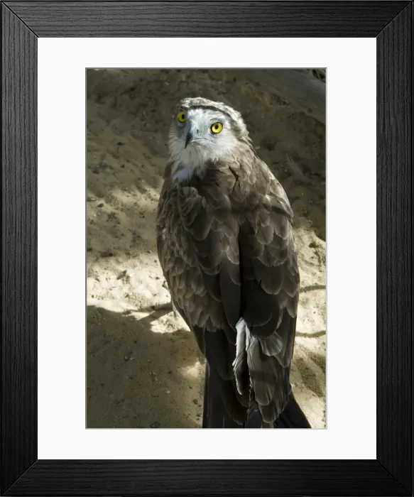 Framed Print : Desert eagle Framed Print : Desert eagle