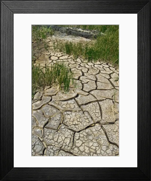 Framed Print : Dry ground near the Pitch Lake Framed Print : Dry ground near the Pitch Lake