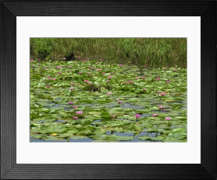 Framed Print : Water lilies near the Pitch Lake Framed Print : Water lilies near the Pitch Lake