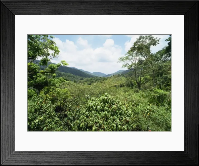Framed Print : Asa Wright Nature Reserve Framed Print : Asa Wright Nature Reserve