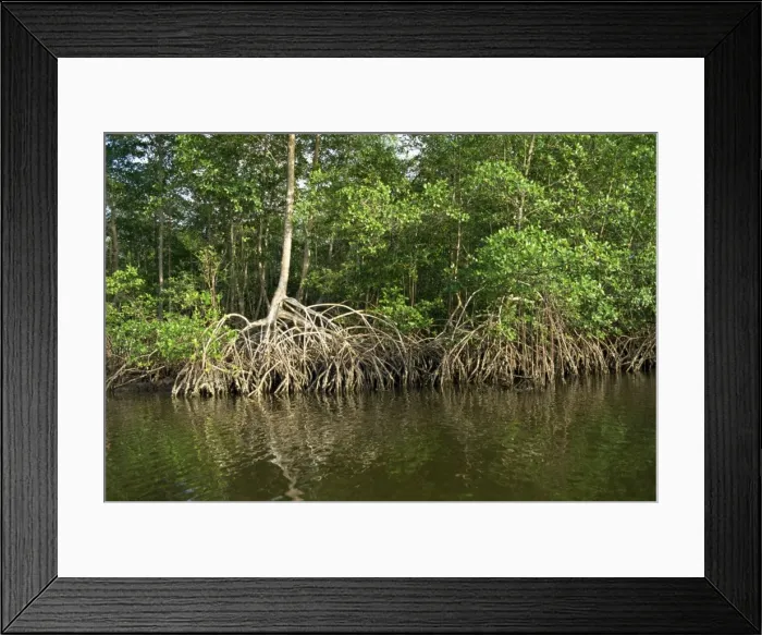 Framed Print : Caroni Mangrove Swamp and Nature Reserve Framed Print : Caroni Mangrove Swamp and Nature Reserve