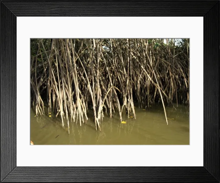 Framed Print : Caroni Mangrove Swamp and Nature Reserve