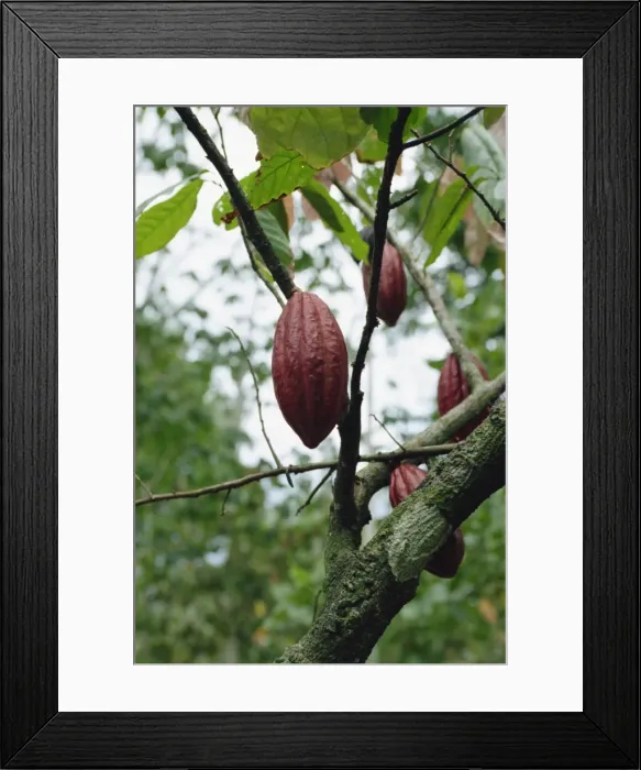 Framed Print : Cocoa pod, Tobago Framed Print : Cocoa pod, Tobago