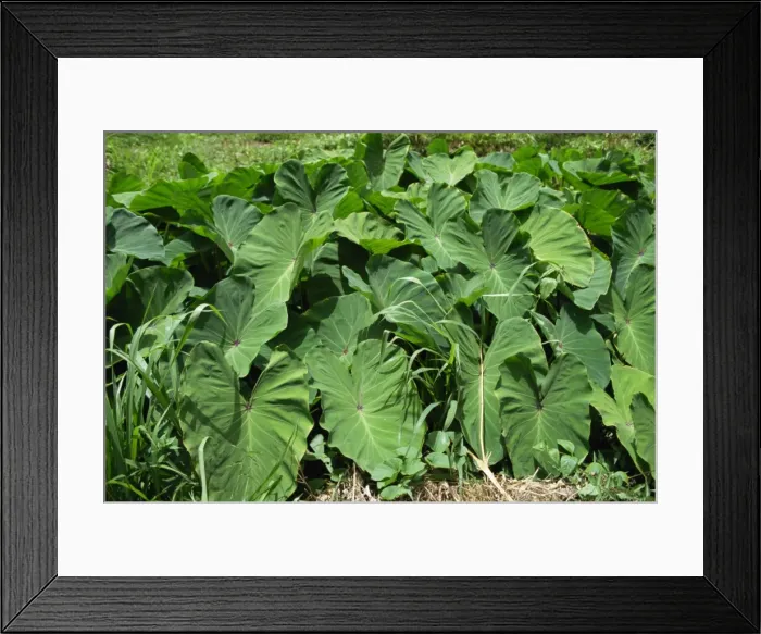 Framed Print : Callaloo, a sort of Tobagian spinach