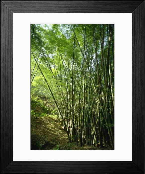 Framed Print : Bamboo, Tobago Framed Print : Bamboo, Tobago