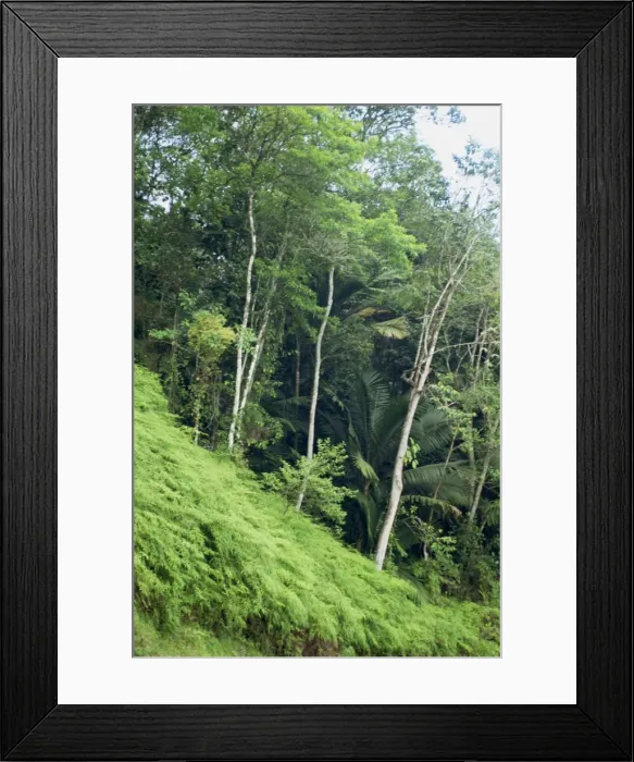 Framed Print : Rainforest Framed Print : Rainforest