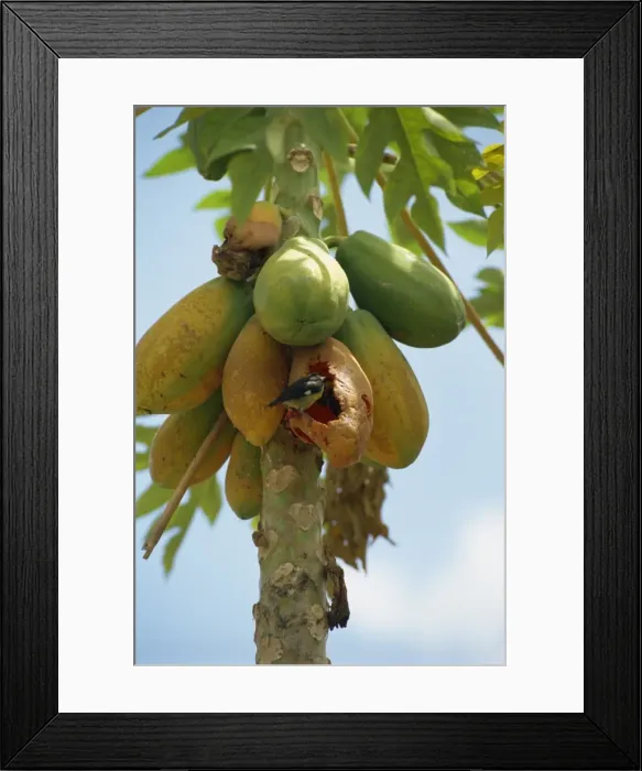Framed Print : Bird eating pawpaws on tree Framed Print : Bird eating pawpaws on tree