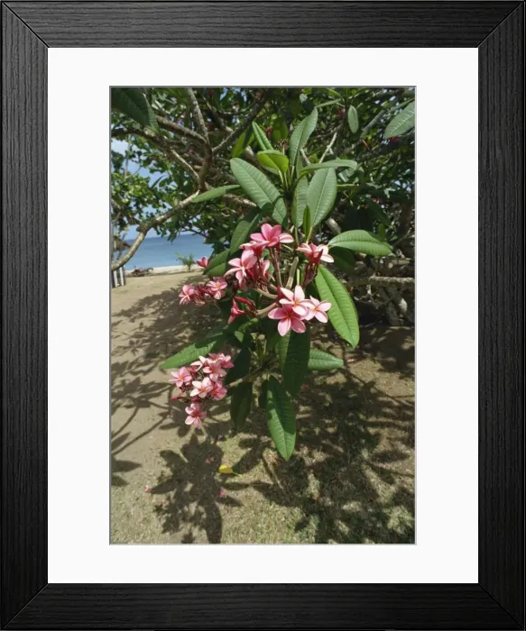 Framed Print : Close-up of tropical plant