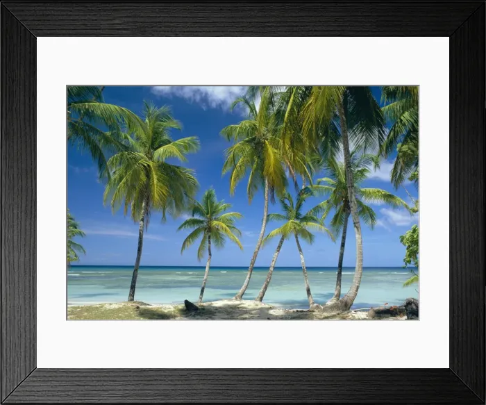 Framed Print : Tropical landscape of palm trees with sea in the background Framed Print : Tropical landscape of palm trees with sea in the background