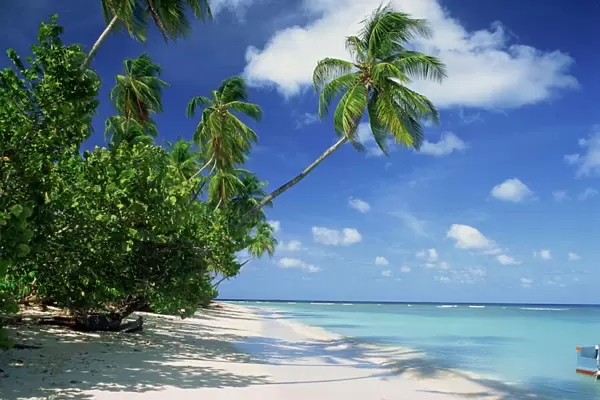 Palm tree on a tropical beach on the island of Tobago