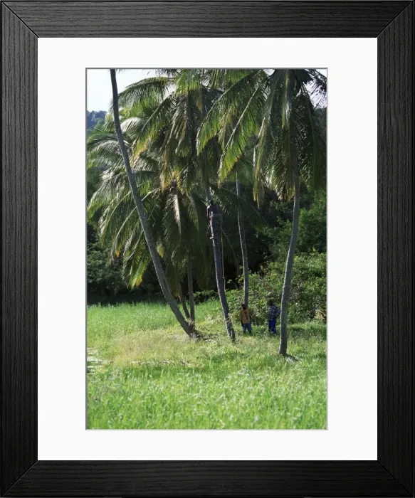 Framed Print : Man climbing a coconut tree Framed Print : Man climbing a coconut tree