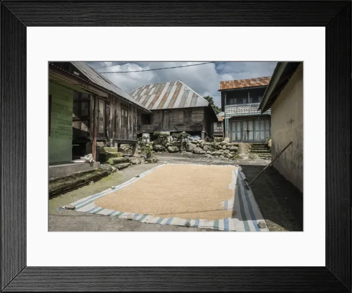 Framed Print : Coffee beans drying in the sun in a village in the foothills of Sinabung Volcano Framed Print : Coffee beans drying in the sun in a village in the foothills of Sinabung Volcano