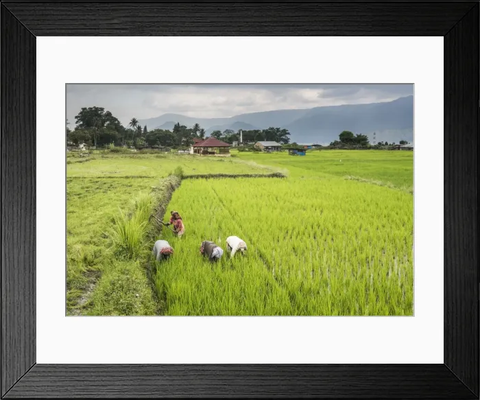 Framed Print : Women working in rice paddy fields at Lake Toba (Danau Toba), North Sumatra, Indonesia Framed Print : Women working in rice paddy fields at Lake Toba (Danau Toba), North Sumatra, Indonesia