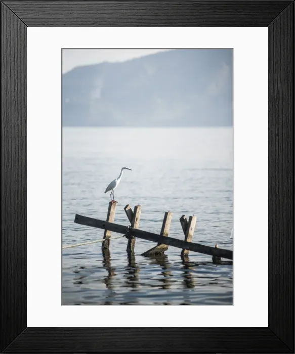 Framed Print : White heron, Lake Toba (Danau Toba), North Sumatra, Indonesia, Southeast Asia, Asia Framed Print : White heron, Lake Toba (Danau Toba), North Sumatra, Indonesia, Southeast Asia, Asia