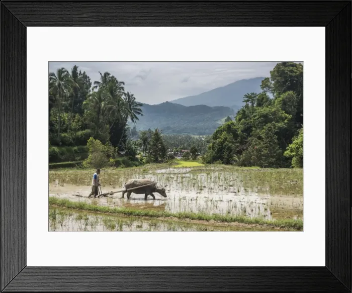 Framed Print : Ploughing rice paddy fields with Water Buffalo near Bukittinggi, West Sumatra, Indonesia Framed Print : Ploughing rice paddy fields with Water Buffalo near Bukittinggi, West Sumatra, Indonesia