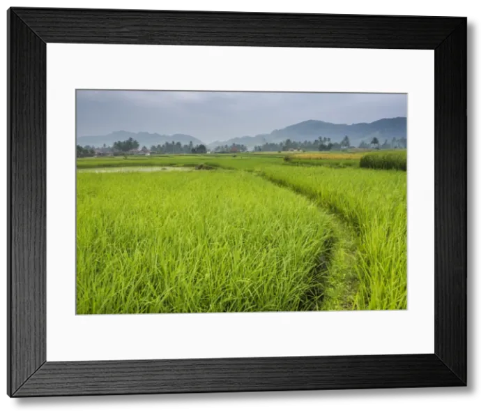 Framed Print : Rice paddy fields, Bukittinggi, West Sumatra, Indonesia, Southeast Asia, Asia Framed Print : Rice paddy fields, Bukittinggi, West Sumatra, Indonesia, Southeast Asia, Asia