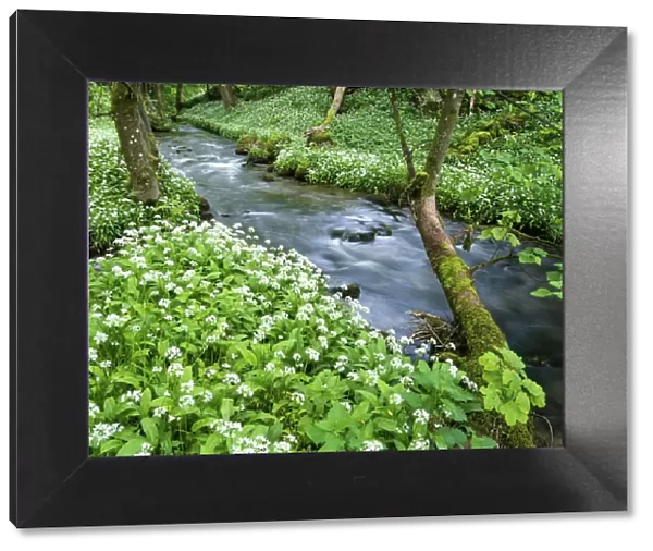 Wild garlic, on the way to Janets Foss, Malham, Yorkshire Dales National Park, Yorkshire