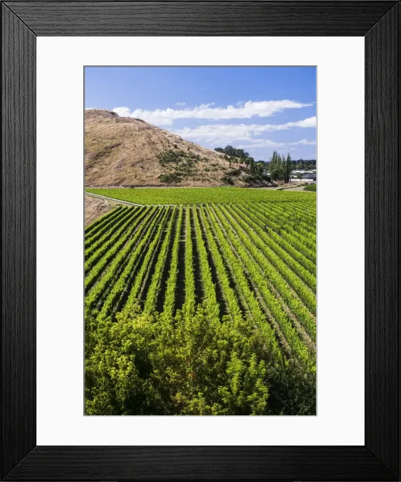 Framed Print : Vineyards at Mission Estate Winery, Napier, Hawkes Bay Region, North Island, New Zealand Framed Print : Vineyards at Mission Estate Winery, Napier, Hawkes Bay Region, North Island, New Zealand