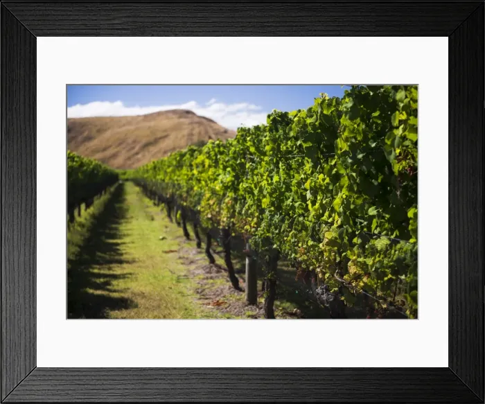 Framed Print : Vineyard at Clearview Estate Winery, Hastings, Hawkes Bay Region, North Island, New Zealand Framed Print : Vineyard at Clearview Estate Winery, Hastings, Hawkes Bay Region, North Island, New Zealand