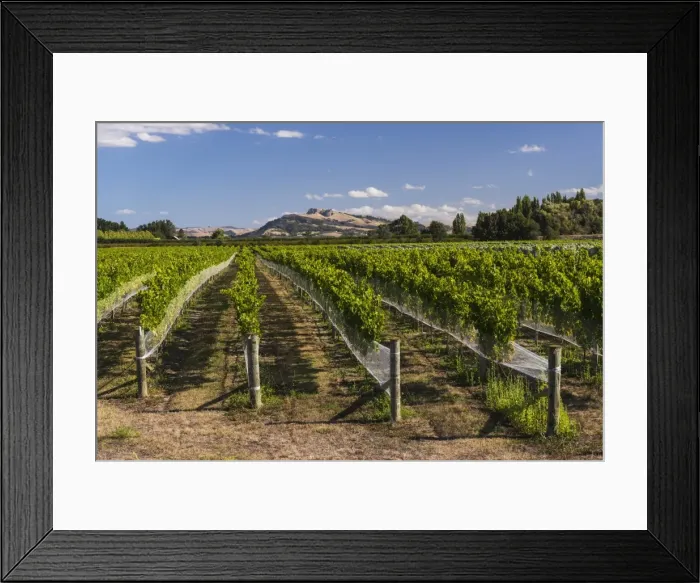 Framed Print : Black Bridge Estate Vineyards near Napier, Hawkes Bay Region, North Island, New Zealand Framed Print : Black Bridge Estate Vineyards near Napier, Hawkes Bay Region, North Island, New Zealand