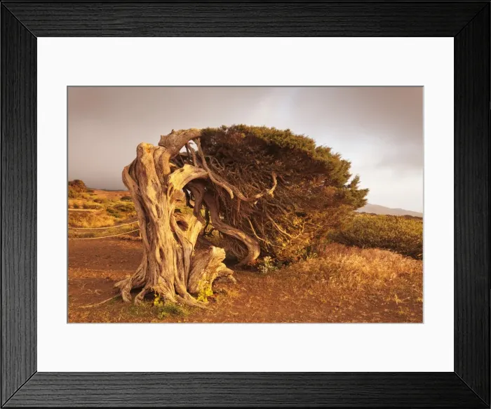 Framed Print : Canary Islands juniper (Juniperus cedrus), Nature Reserve El Sabinar, UNESCO Biosphere Reserve Framed Print : Canary Islands juniper (Juniperus cedrus), Nature Reserve El Sabinar, UNESCO Biosphere Reserve